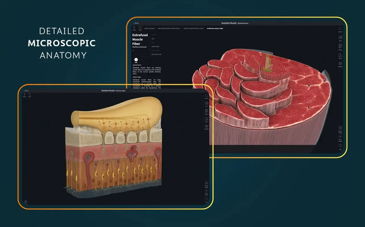 Complete Anatomy mode 6